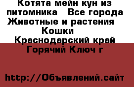 Котята мейн-кун из питомника - Все города Животные и растения » Кошки   . Краснодарский край,Горячий Ключ г.